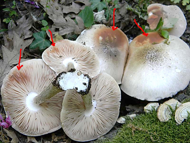 I ritrovamenti del 24.05.2011.fatte con nonno Antonio